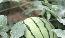 今日吃瓜热门大瓜必看大瓜网红